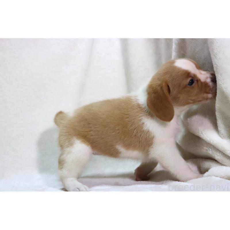 販売中の滋賀県のビーグル-423624の14枚目