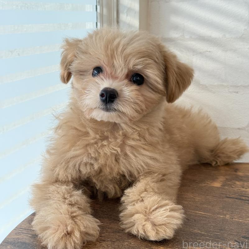 販売中の大阪府のマルプー:マルチーズ×トイプードル-423623の1枚目