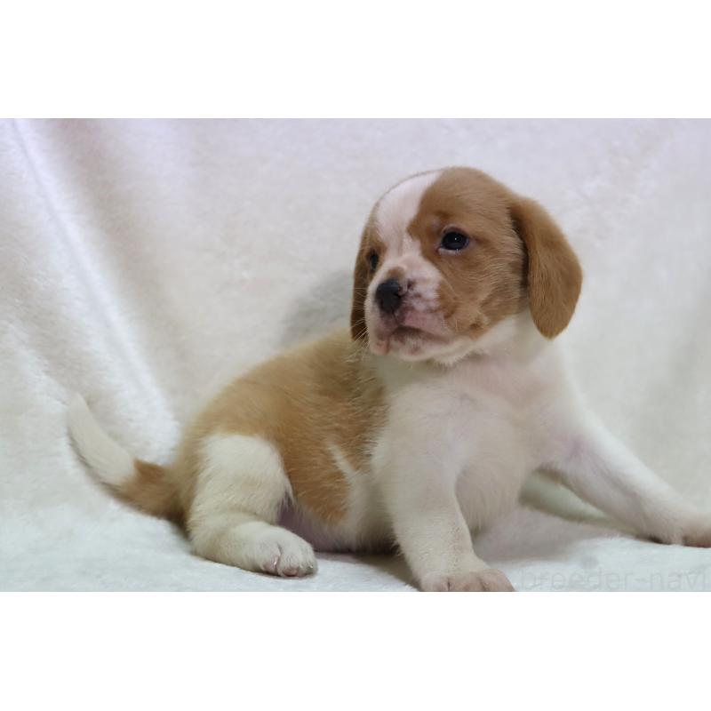 販売中の滋賀県のビーグル-423624の13枚目