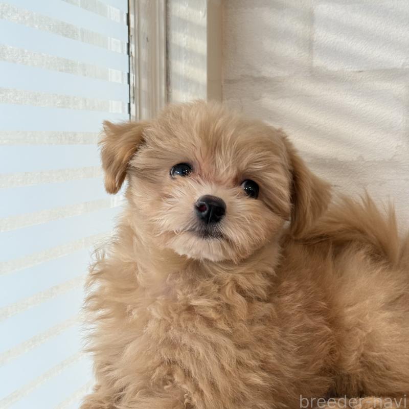 販売中の大阪府のマルプー:マルチーズ×トイプードル-423623の11枚目