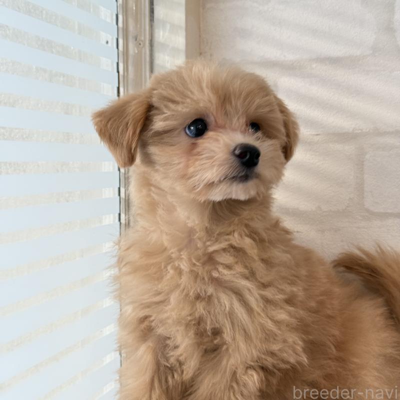 販売中の大阪府のマルプー:マルチーズ×トイプードル-423623の10枚目