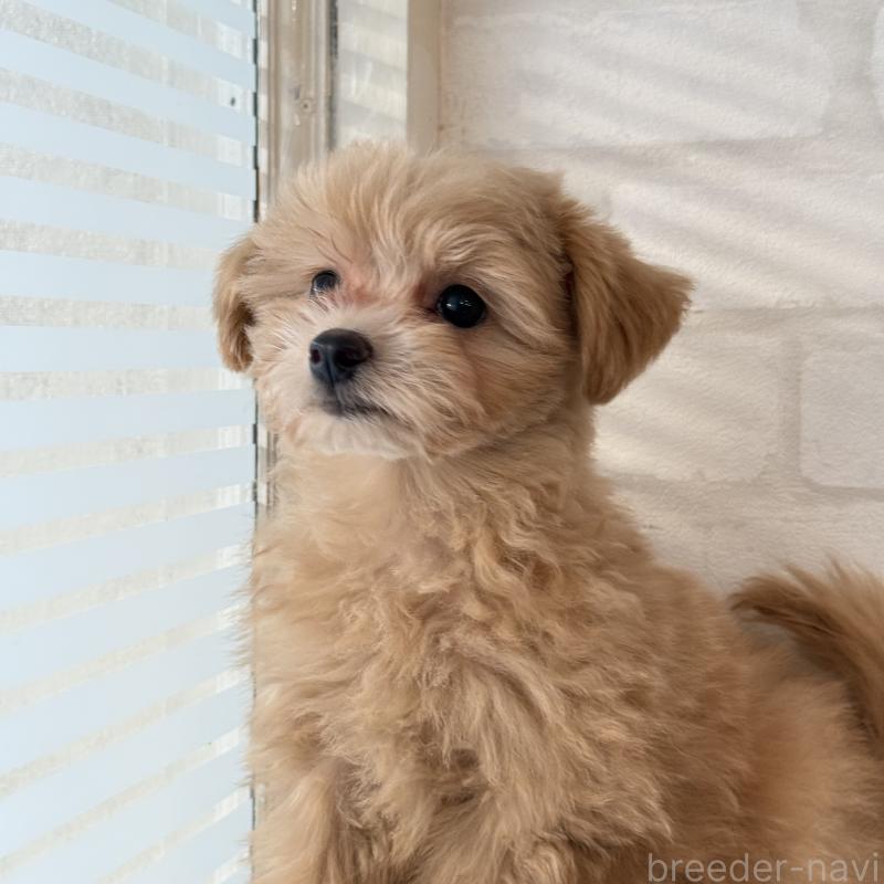 販売中の大阪府のマルプー:マルチーズ×トイプードル-423623の9枚目