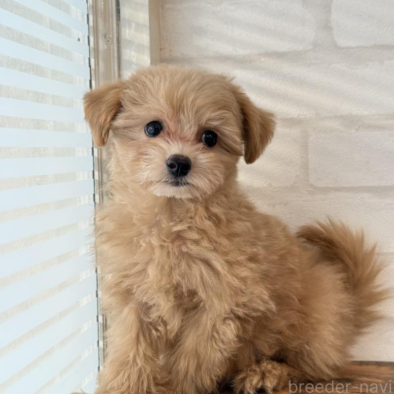 販売中の大阪府のマルプー:マルチーズ×トイプードル-423623の8枚目