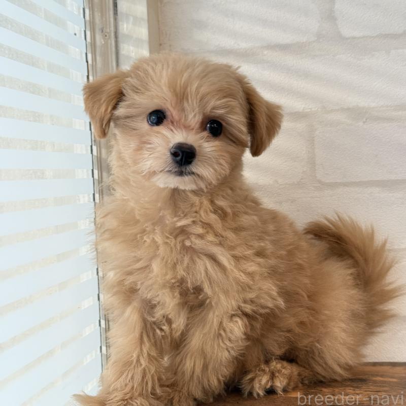 販売中の大阪府のマルプー:マルチーズ×トイプードル-423623の6枚目