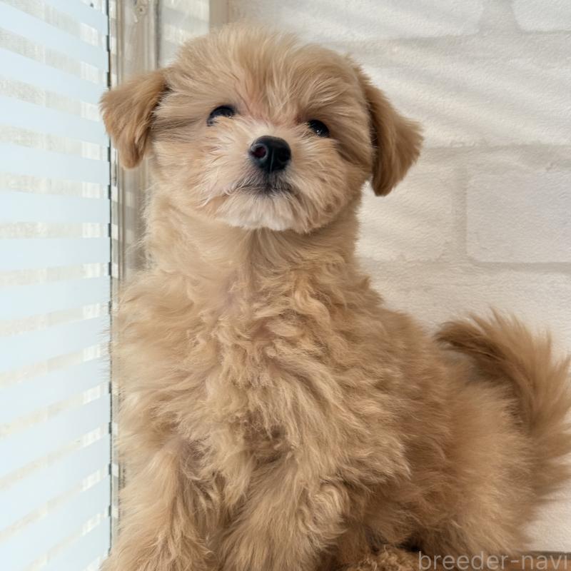 販売中の大阪府のマルプー:マルチーズ×トイプードル-423623の5枚目