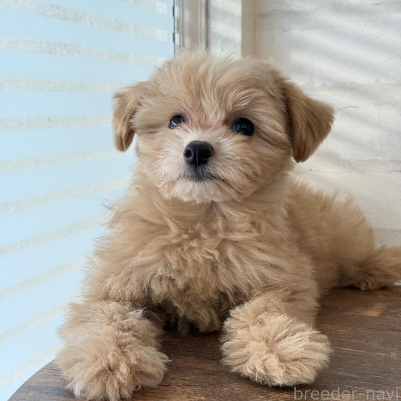 販売中の大阪府のマルプー:マルチーズ×トイプードル-423623の4枚目