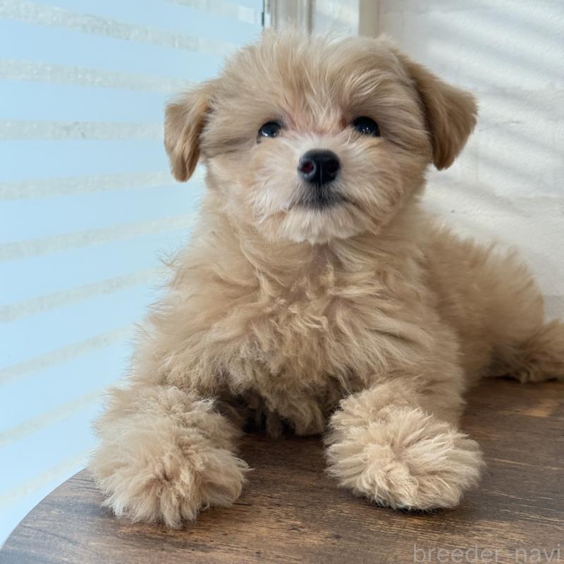 販売中の大阪府のマルプー:マルチーズ×トイプードル-423623の3枚目