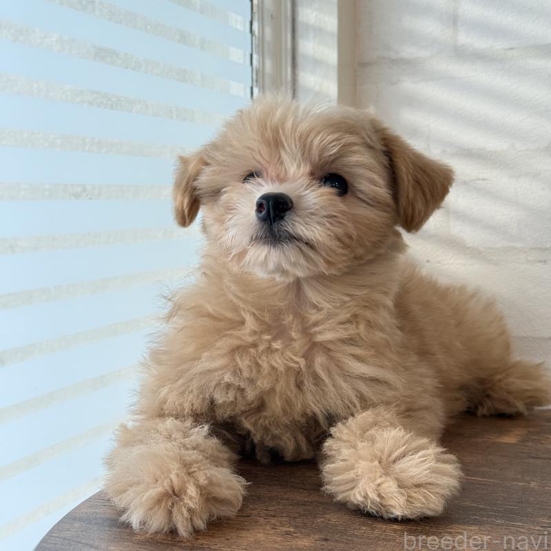 販売中の大阪府のマルプー:マルチーズ×トイプードル-423623の2枚目