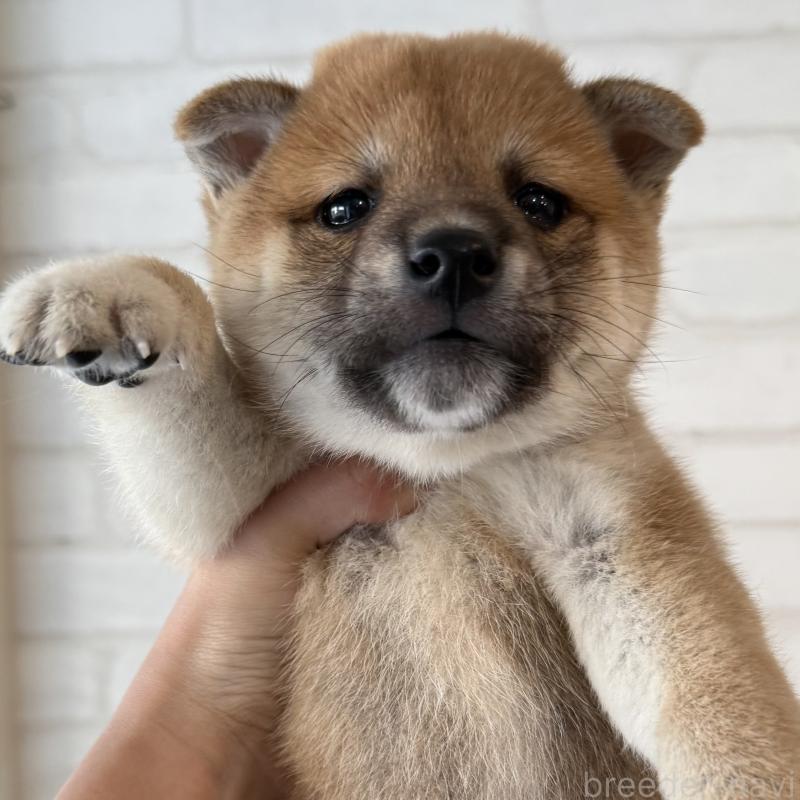 販売中の大阪府の柴犬-423626