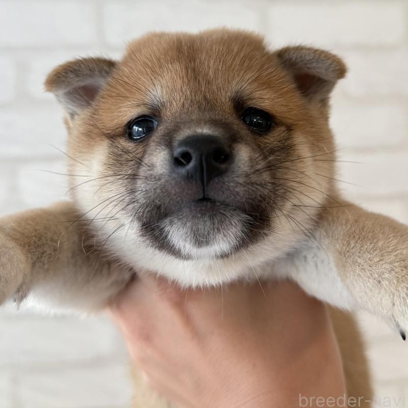 販売中の大阪府の柴犬-423626の10枚目