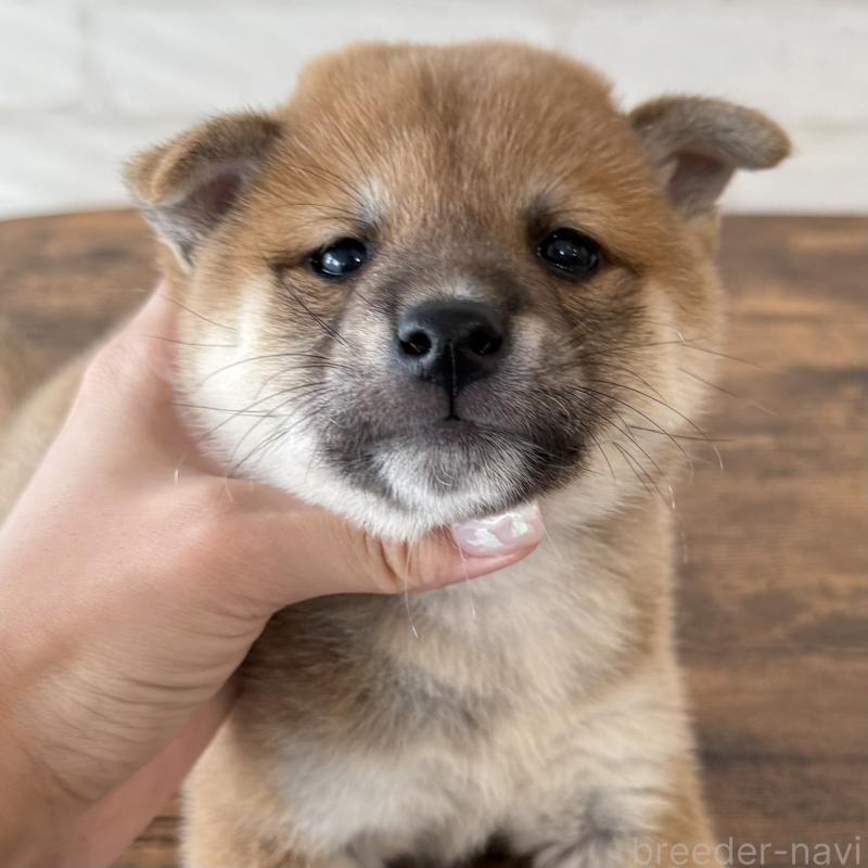 販売中の大阪府の柴犬-423626の9枚目