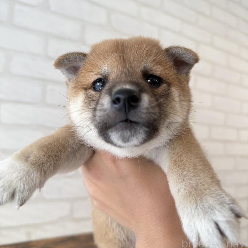 販売中の大阪府の柴犬-423626の8枚目