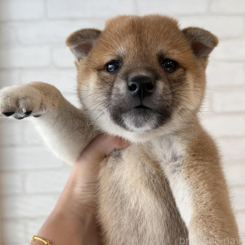 販売中の大阪府の柴犬-423626の6枚目