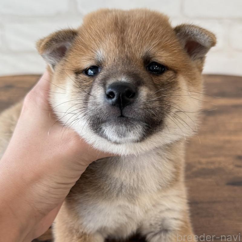 販売中の大阪府の柴犬-423626の5枚目