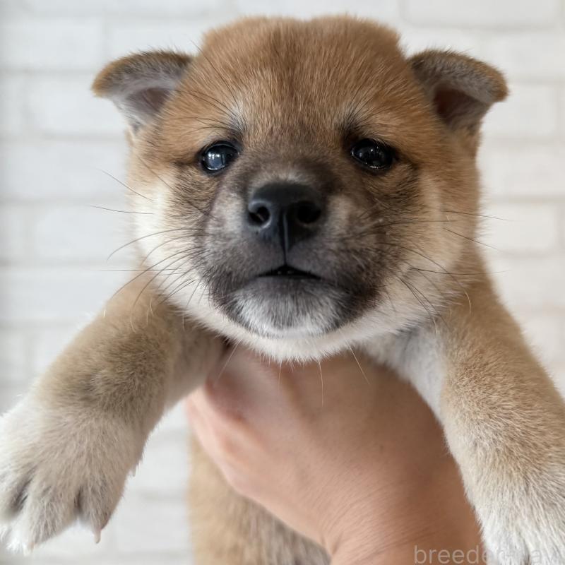 販売中の大阪府の柴犬-423626の4枚目