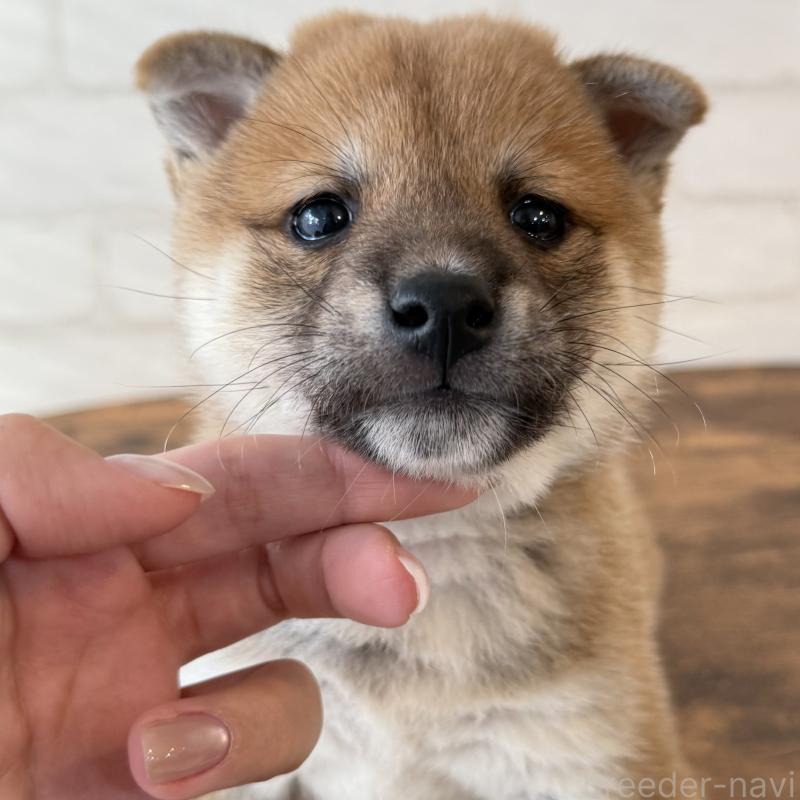 販売中の大阪府の柴犬-423626の3枚目