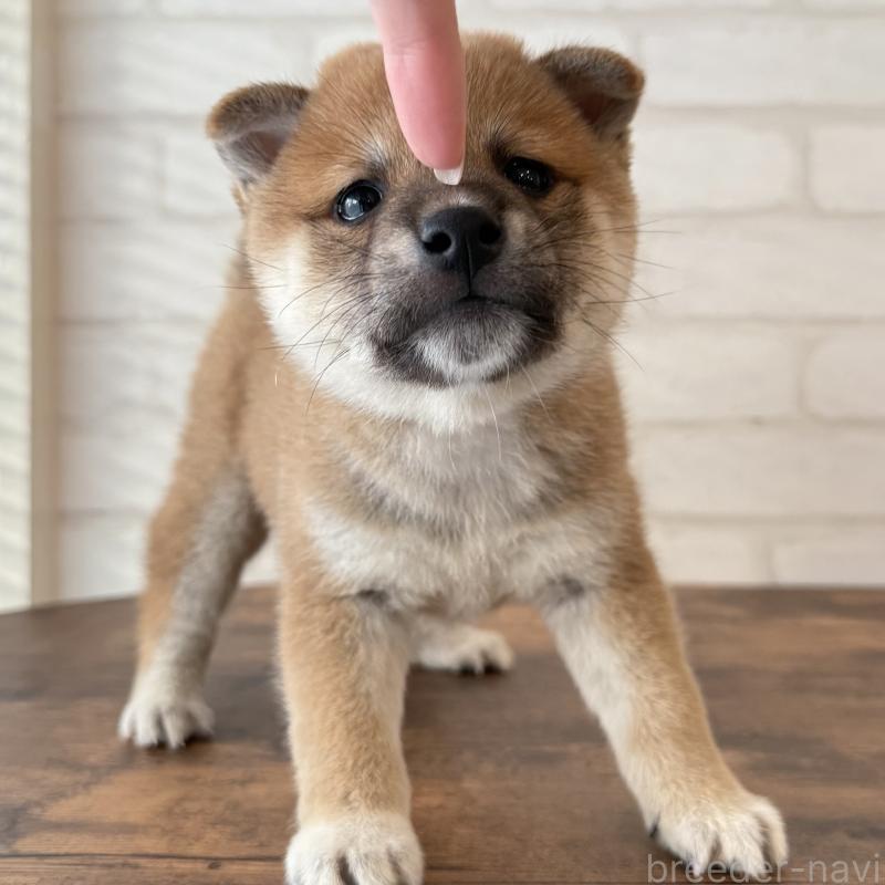 販売中の大阪府の柴犬-423626の2枚目