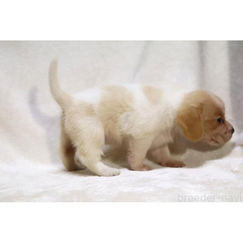 販売中の滋賀県のビーグル-423628の16枚目