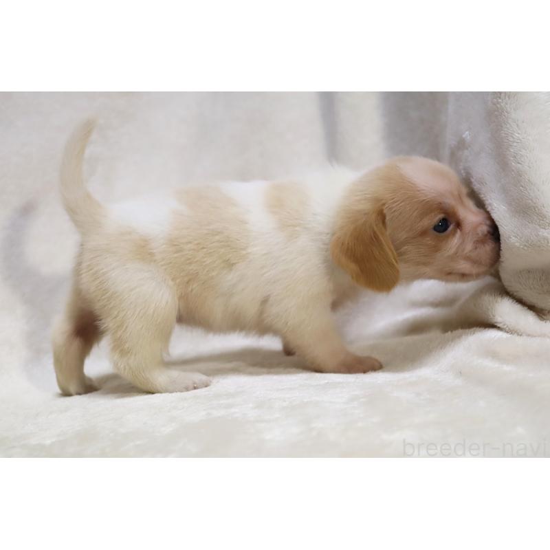 販売中の滋賀県のビーグル-423628の15枚目