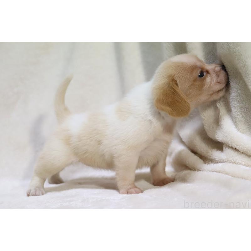 販売中の滋賀県のビーグル-423628の14枚目