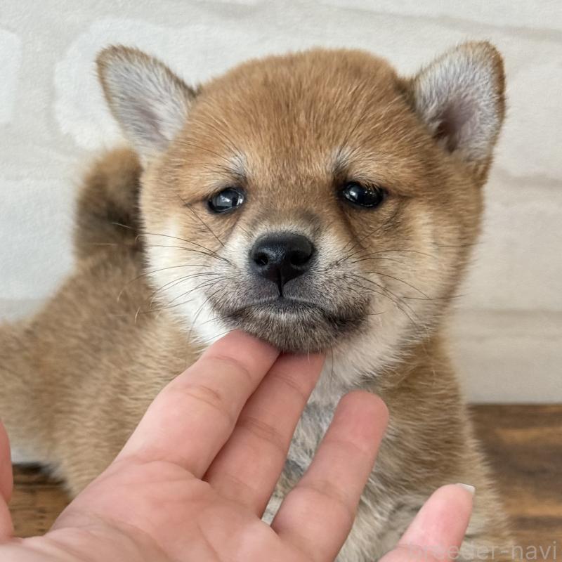 販売中の大阪府の柴犬-423629