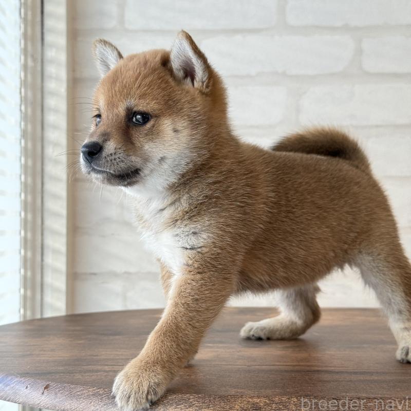 販売中の大阪府の柴犬-423629の13枚目