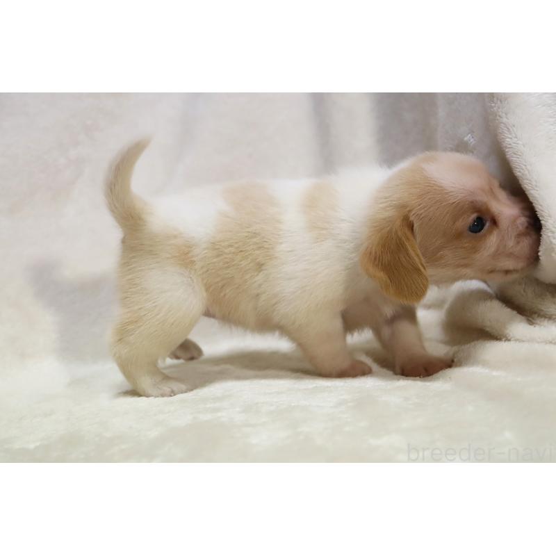 販売中の滋賀県のビーグル-423628の13枚目