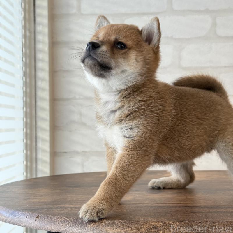 販売中の大阪府の柴犬-423629の12枚目