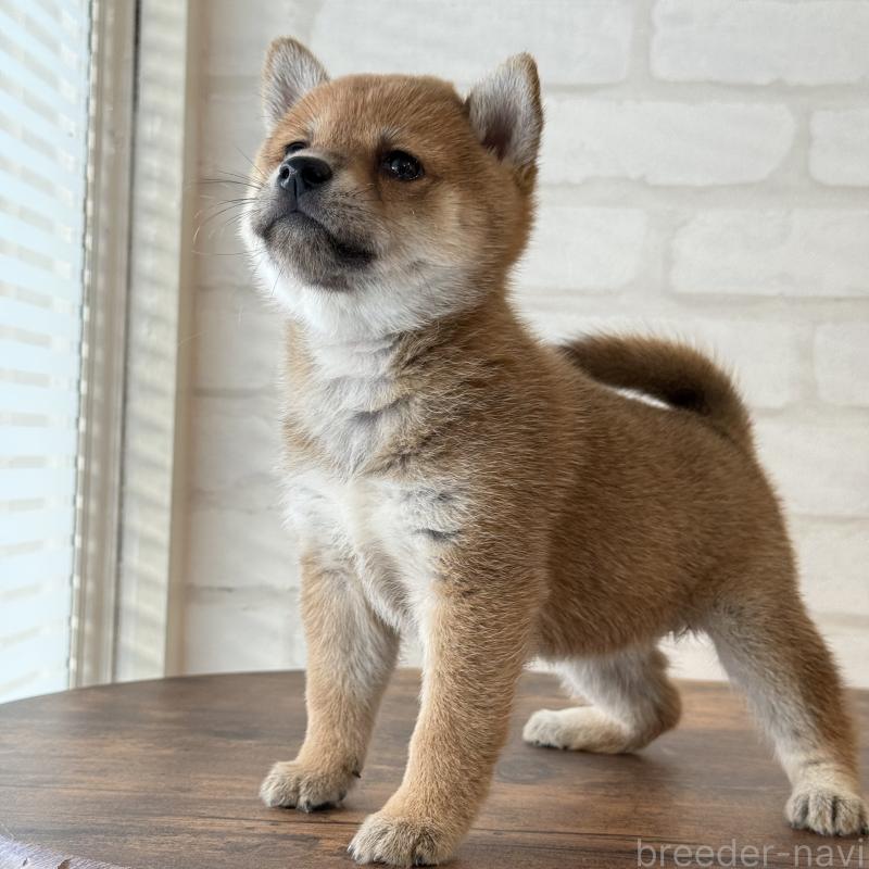 販売中の大阪府の柴犬-423629の11枚目