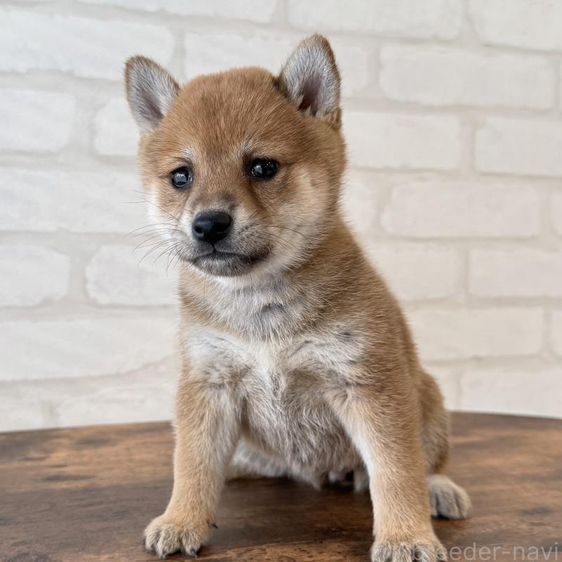 販売中の大阪府の柴犬-423629の10枚目