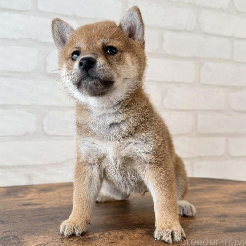 販売中の大阪府の柴犬-423629の9枚目