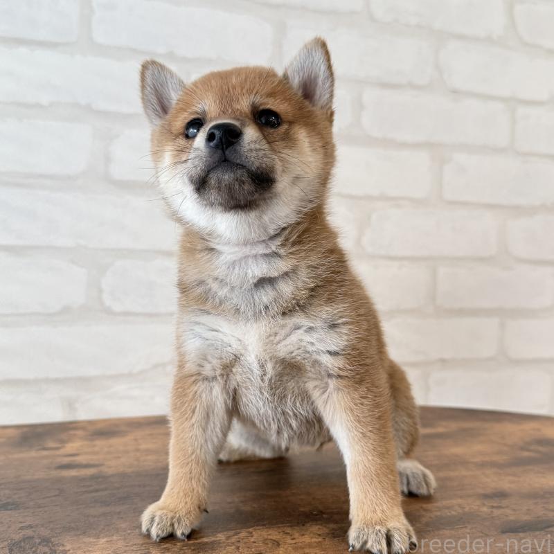 販売中の大阪府の柴犬-423629の8枚目