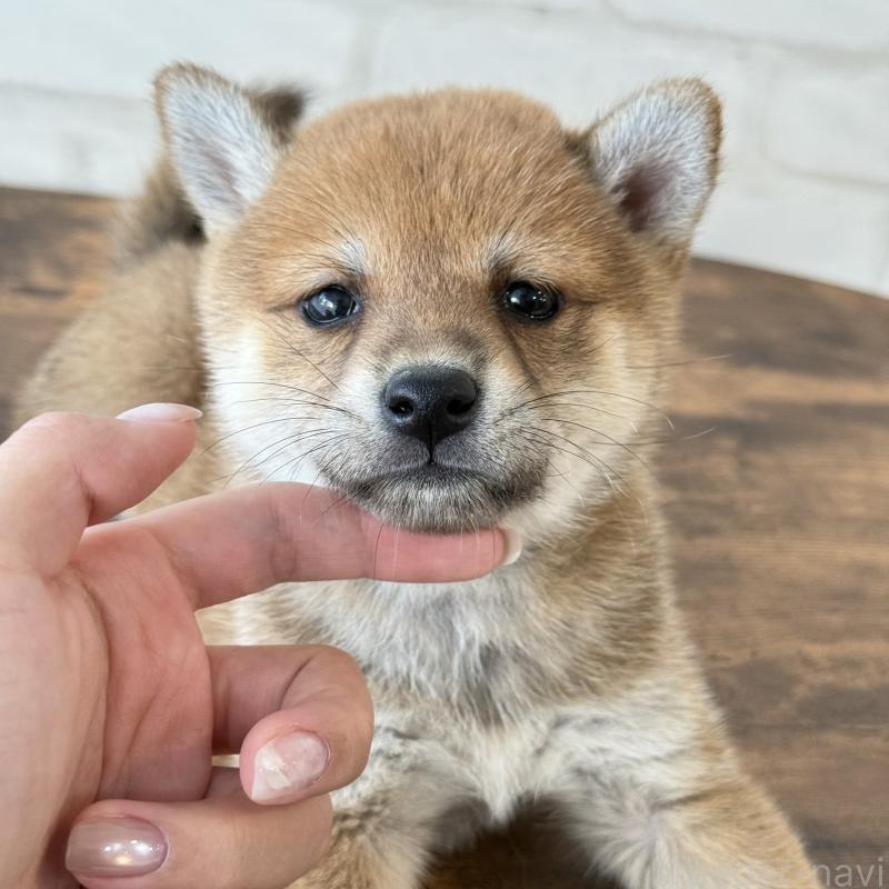 販売中の大阪府の柴犬-423629の7枚目