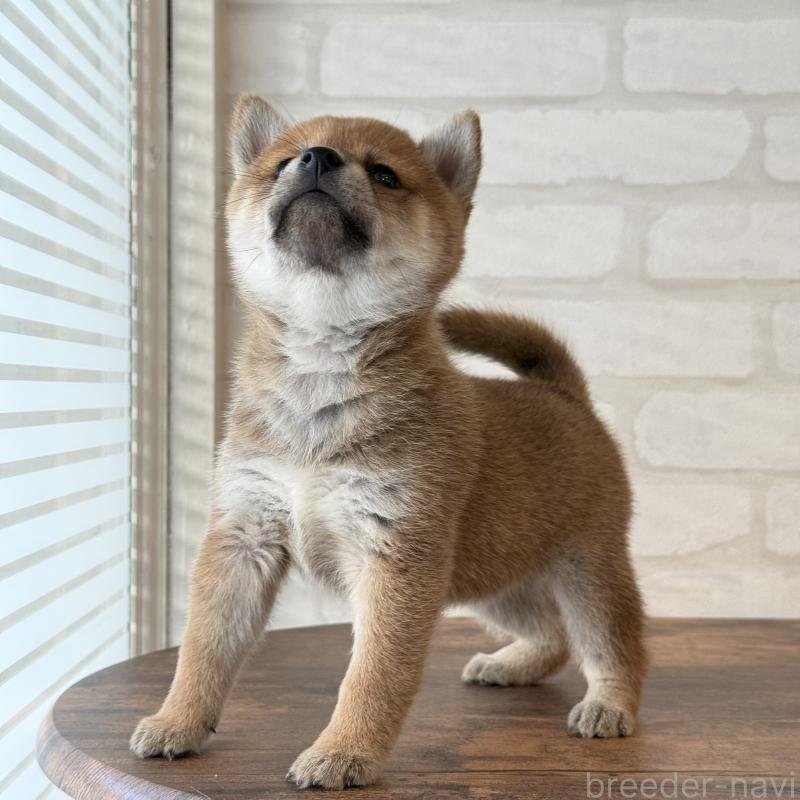 販売中の大阪府の柴犬-423629の6枚目