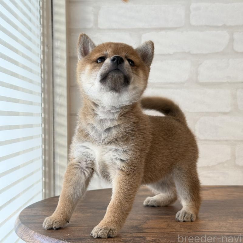 販売中の大阪府の柴犬-423629の5枚目