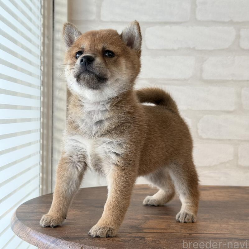 販売中の大阪府の柴犬-423629の4枚目