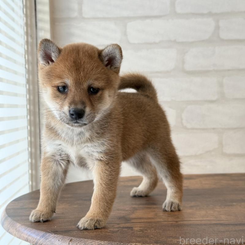 販売中の大阪府の柴犬-423629の3枚目