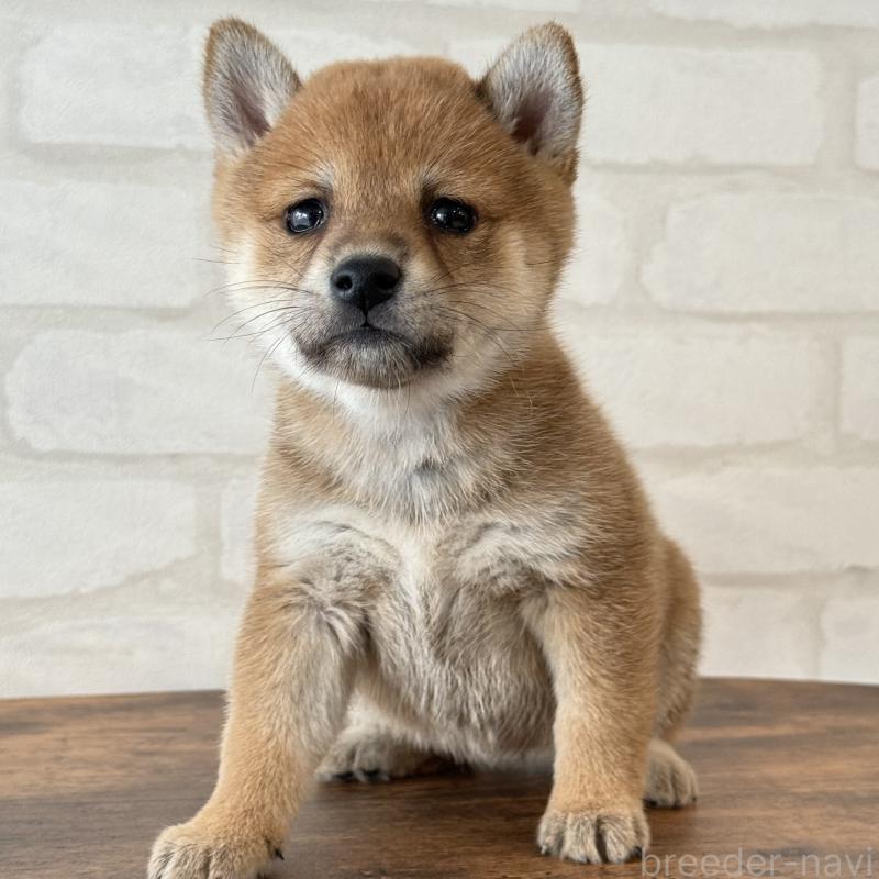 販売中の大阪府の柴犬-423629の2枚目