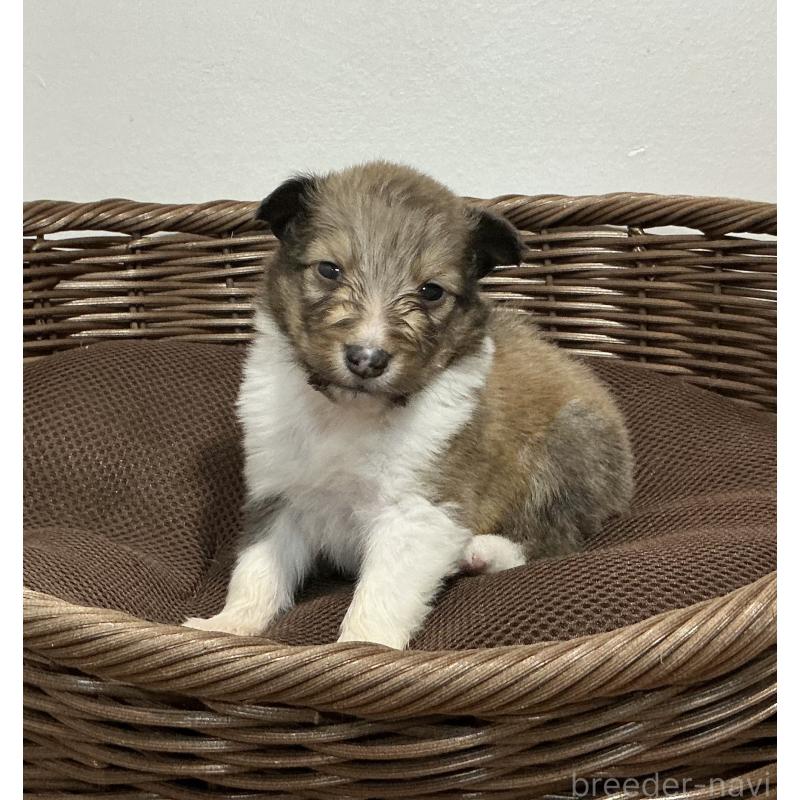 販売中の神奈川県のシェットランドシープドッグ(シェルティ)-423631の6枚目