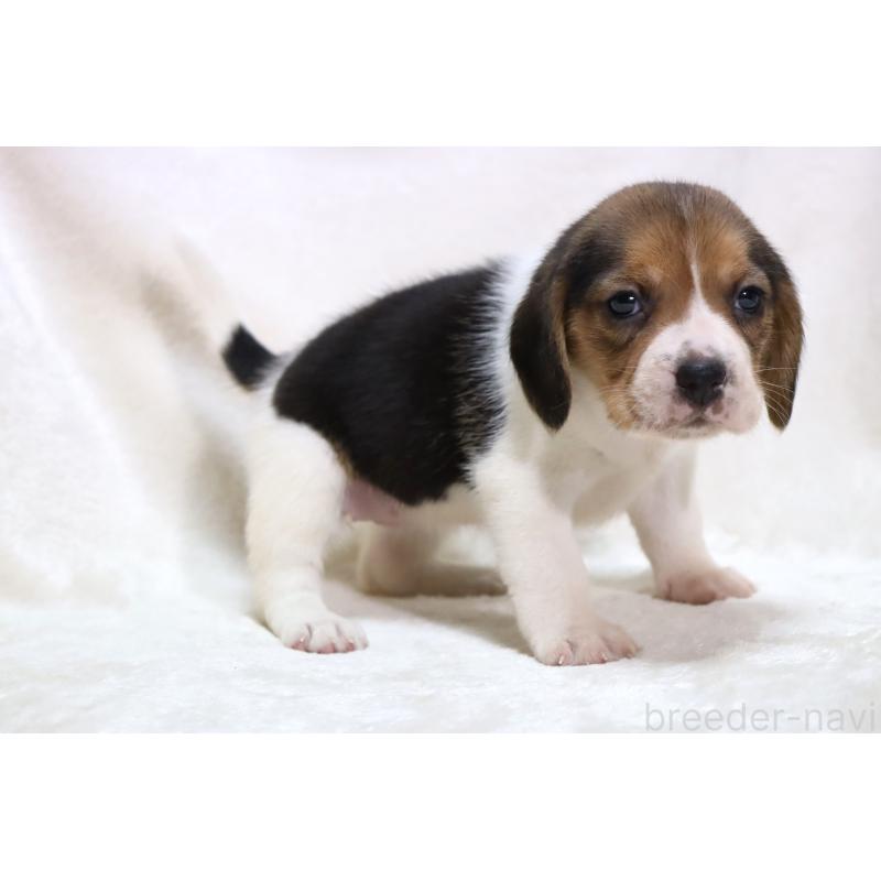 販売中の滋賀県のビーグル-423630の10枚目