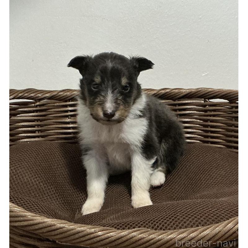 販売中の神奈川県のシェットランドシープドッグ(シェルティ)-423634の6枚目