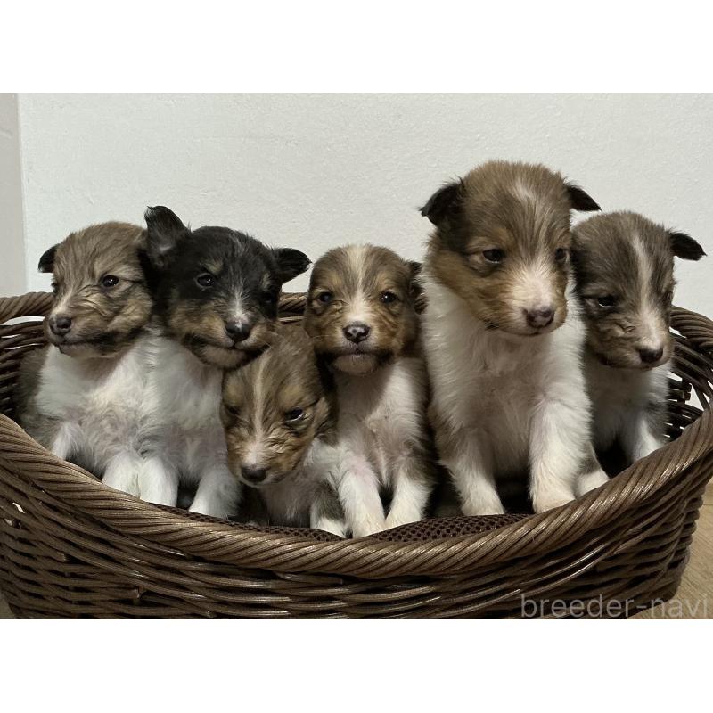 販売中の神奈川県のシェットランドシープドッグ(シェルティ)-423634の4枚目