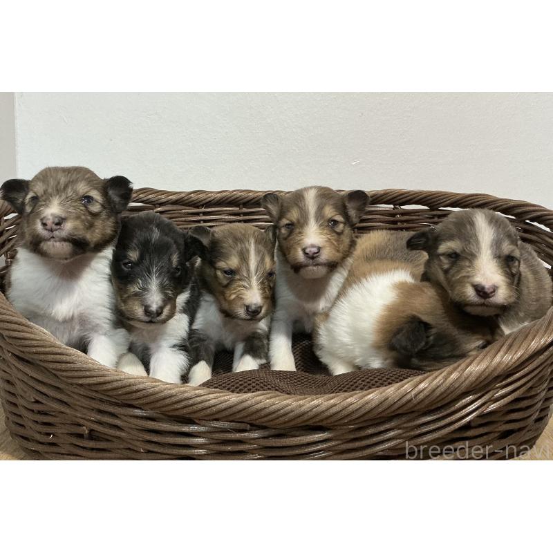 販売中の神奈川県のシェットランドシープドッグ(シェルティ)-423634の3枚目