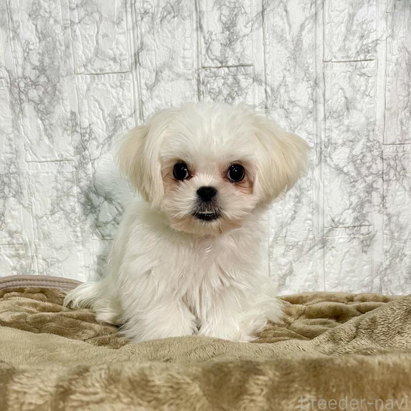 販売中の北海道のミックス犬-391966の6枚目