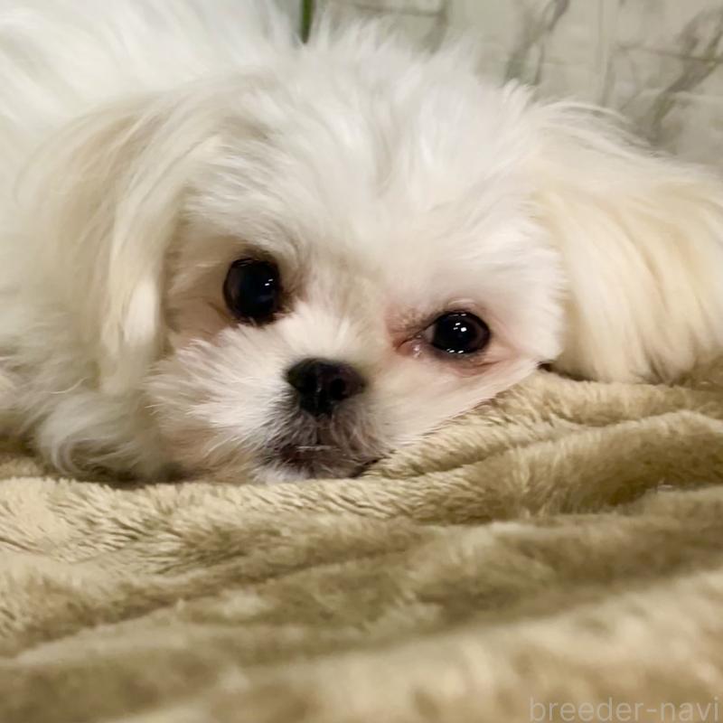 販売中の北海道のミックス犬-391966の5枚目