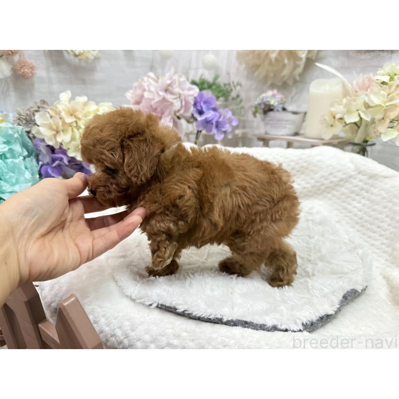 成約済の京都府のタイニープードル-420778の9枚目