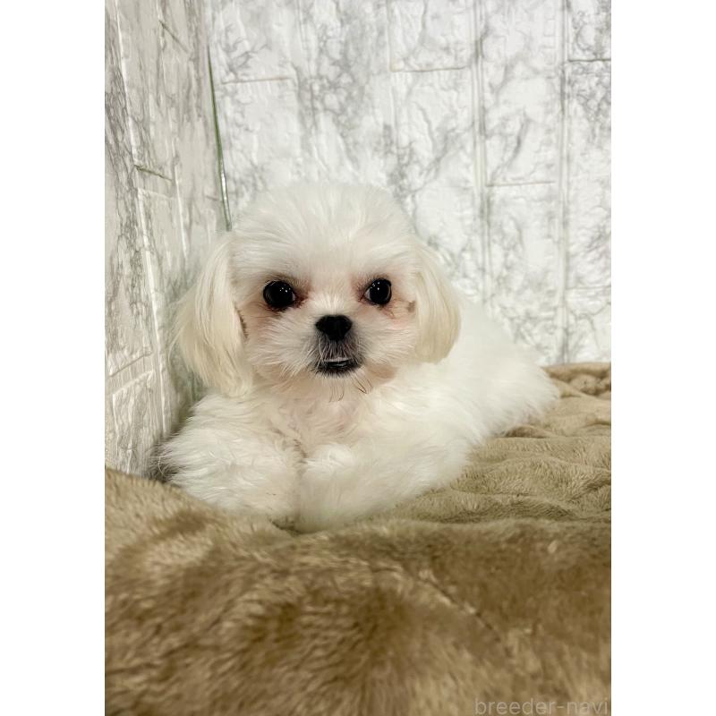 販売中の北海道のミックス犬-391966