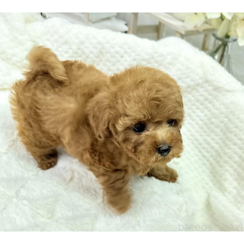 成約済の京都府のタイニープードル-420778の8枚目