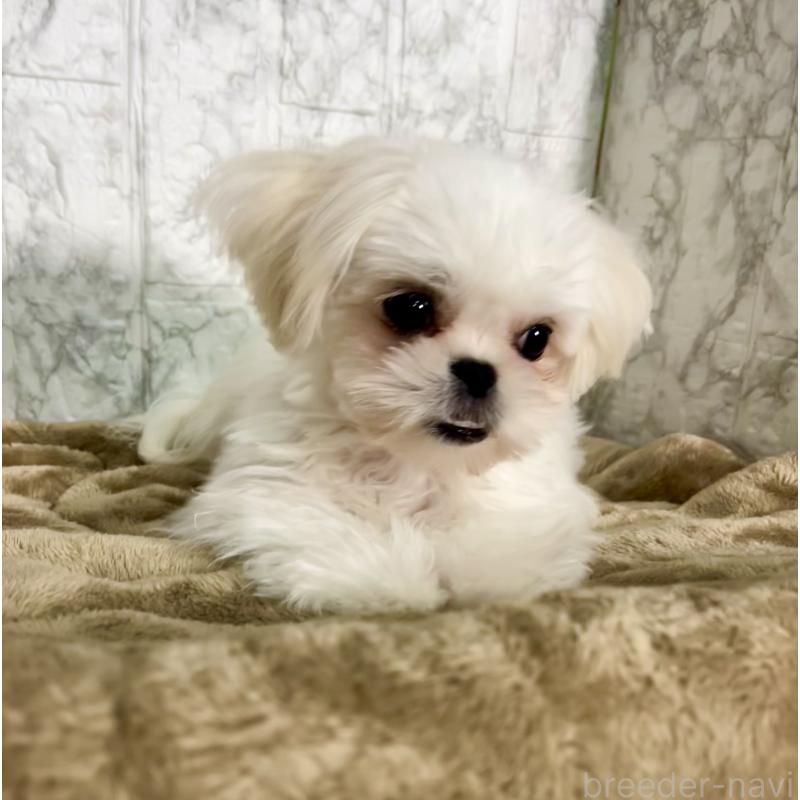 販売中の北海道のミックス犬-391966の4枚目