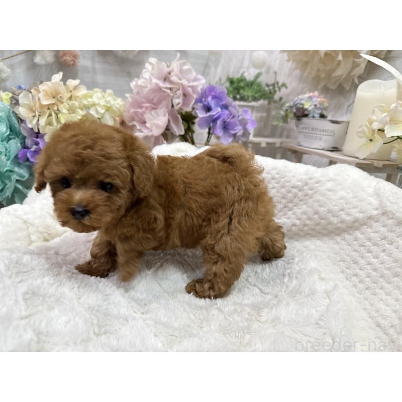 成約済の京都府のタイニープードル-420778の7枚目